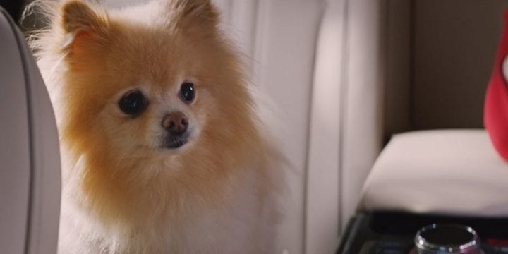 Реклама Hyundai «шофер против собачки» стала хитом на YouTube