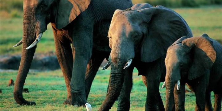 Создан первый в мире переводчик с и на язык слонов