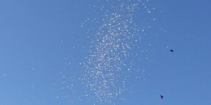 На жителей Черкасс с воздуха сбросили десятки килограммов наличных денег