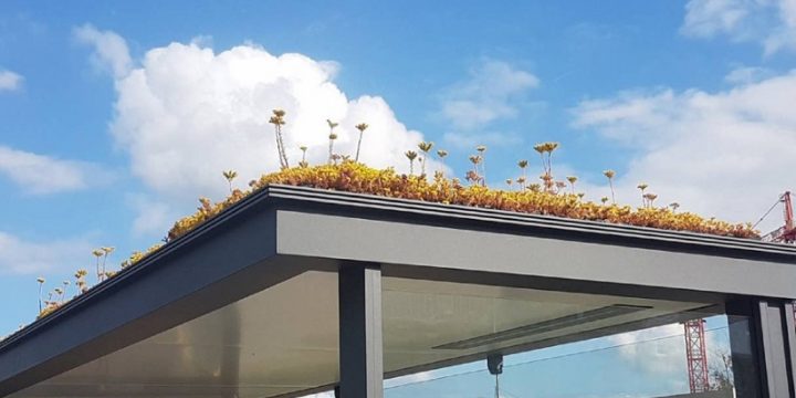 В Утрехте посадили цветы на крышах автобусных остановок для спасения пчел