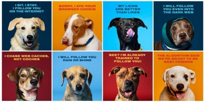 Собаки из приюта Austin Humane Society «фоловят» потенциальных хозяев