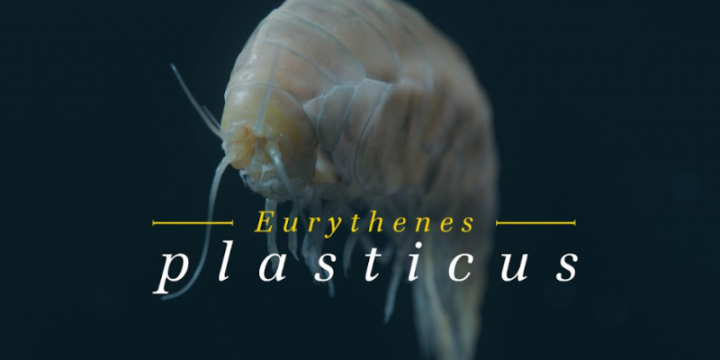 BBDO та WWF назвали новий вид ракоподібних Eurythenes Plasticus. Вгадайте, що знайшли всередині