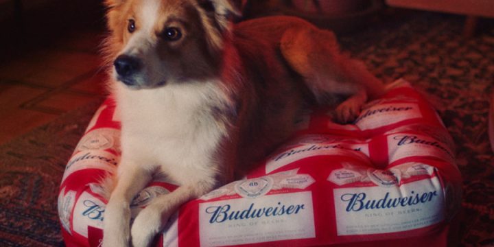 Budweiser создали лежанки для животных, чтобы помочь фанатам НБА вернуть себе диван